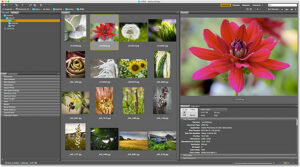 How To Manage And Organize Your Images With Adobe Bridge