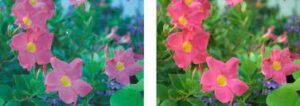 Use RAW camera files in CorelDRAW